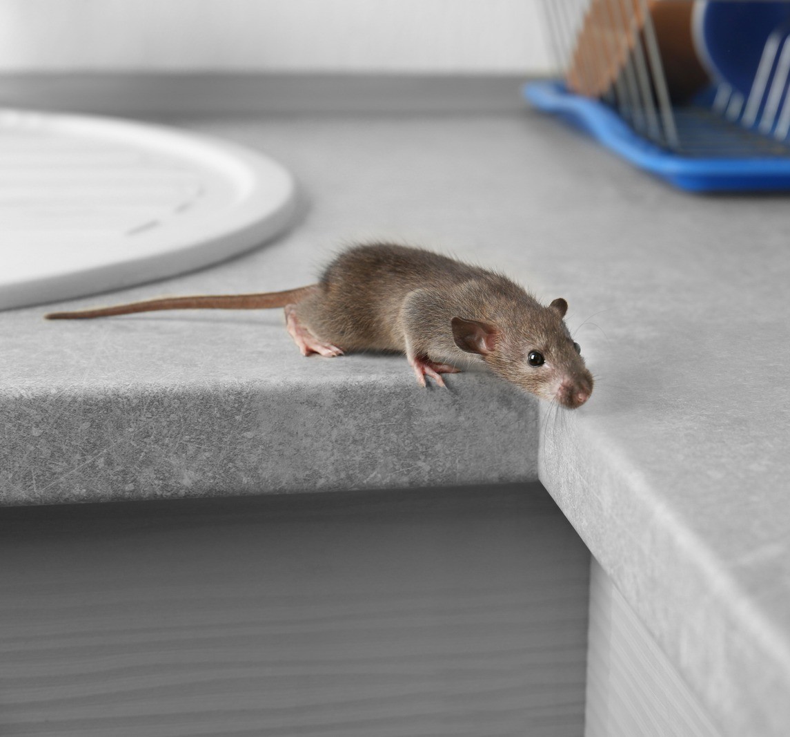 imgi 2 uri ifsMLKs1vPBpflfjHMWWbTbybRuwho5h12sugF84REzdz9M